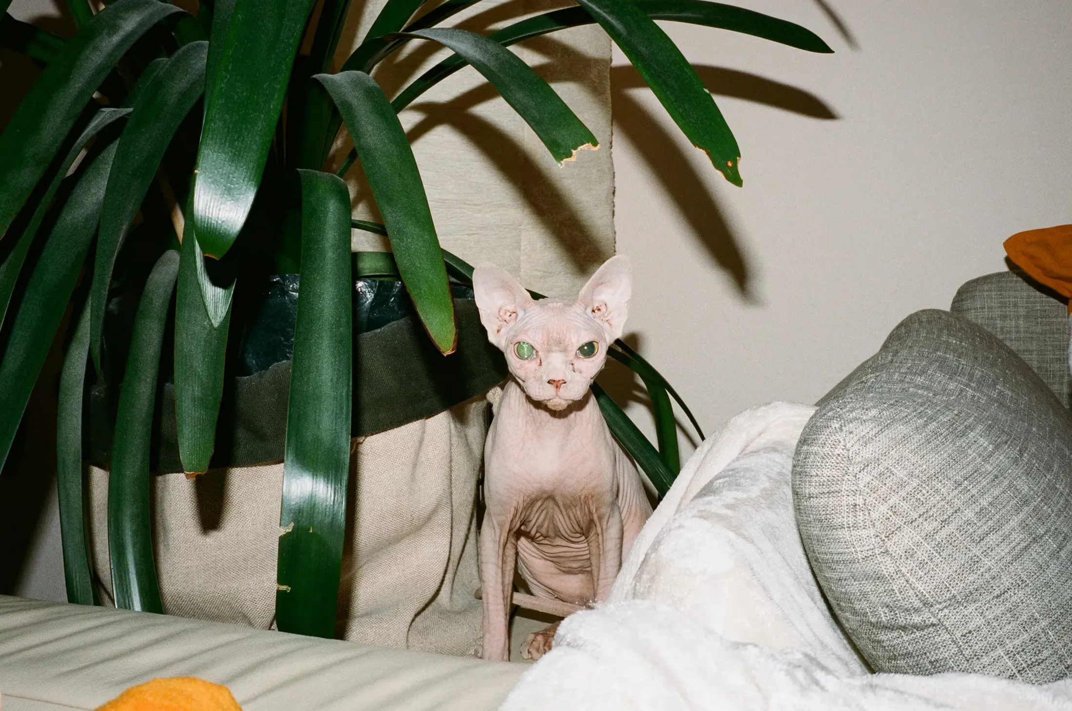 Katze auf Sofa